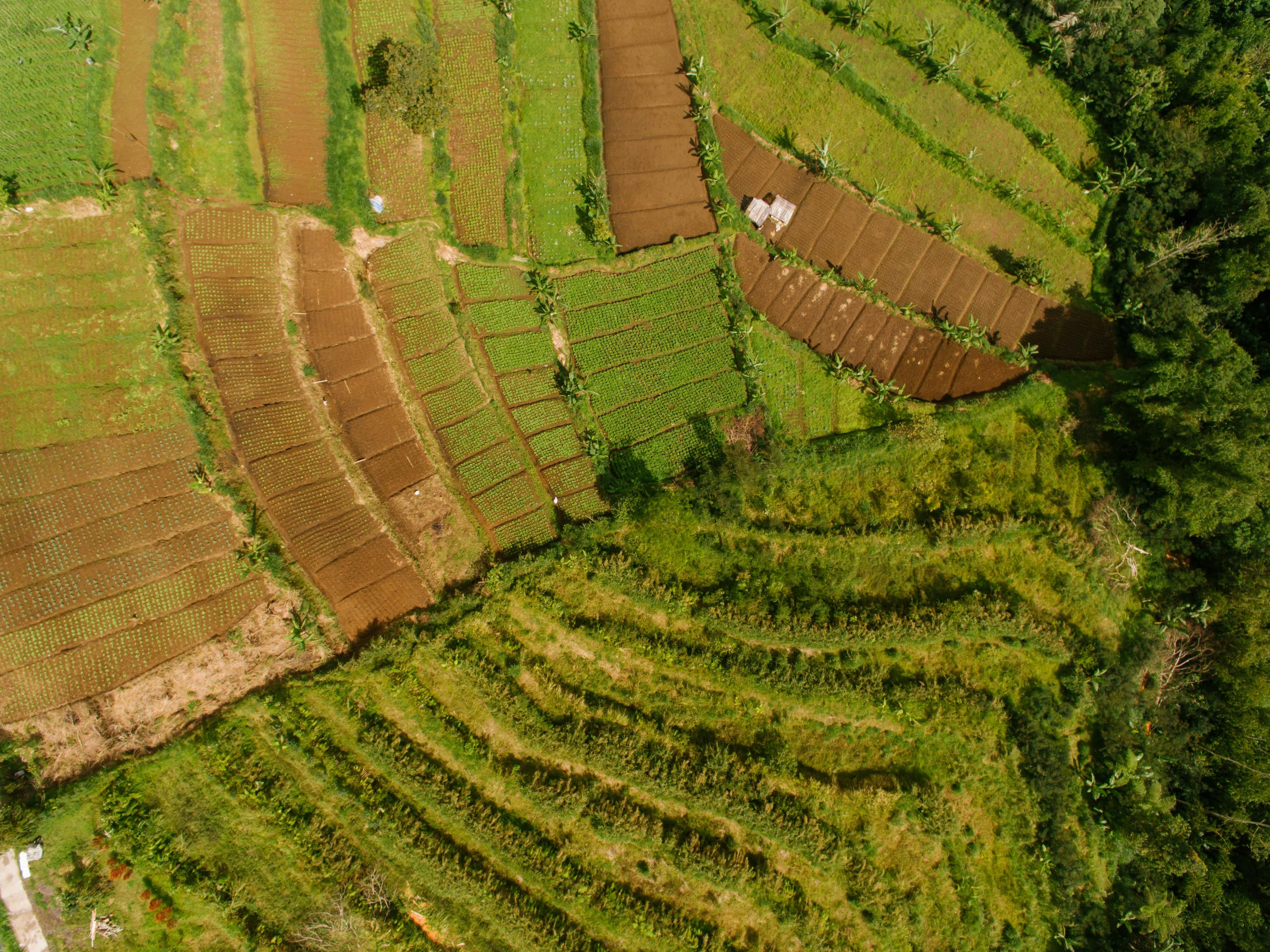 How Agricultural Drones Are Revolutionizing Farming